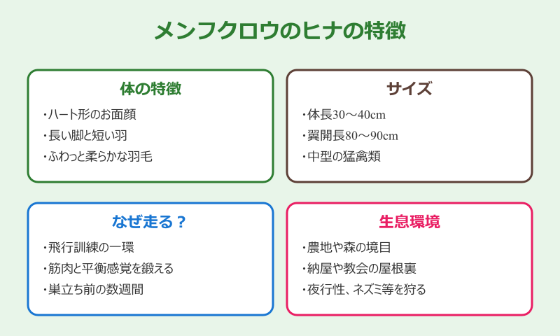エッホエッホふくろう メンフクロウのヒナ詳細