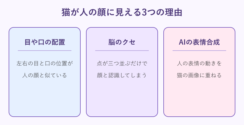 猫が人の顔に見える三つの理由の図解
